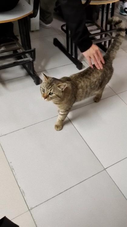 猫咪一直找东西蹭还叫图标