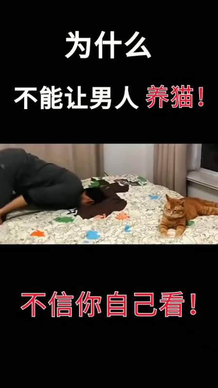 猫咪段子1.1.2游戏截图