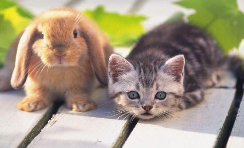 我的小兔子被猫吃了