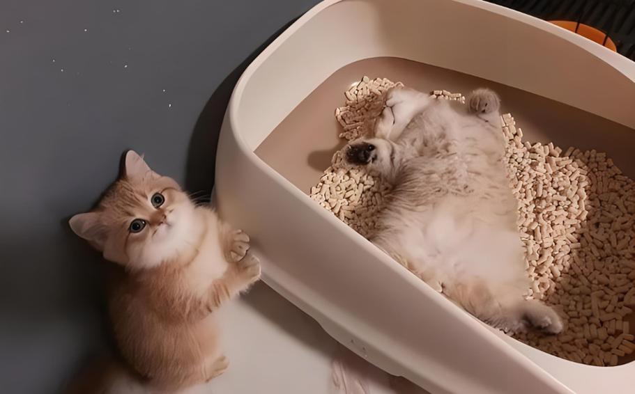 猫砂盆放在哪最旺财