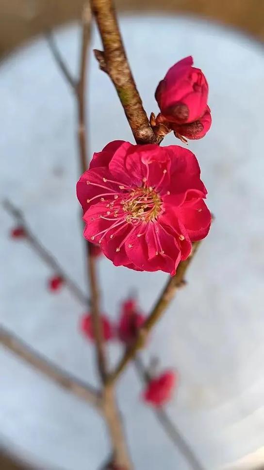 十大梅花品种排名图标