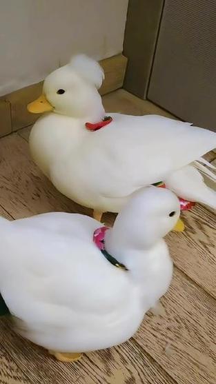 网红鸭子图片