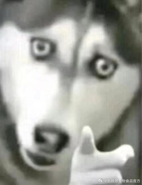 哈士奇表情包