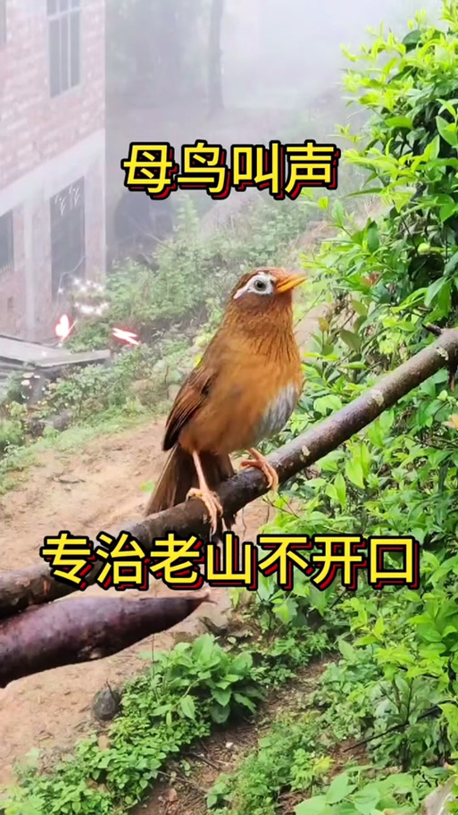 母画眉叫声母鸟王图标