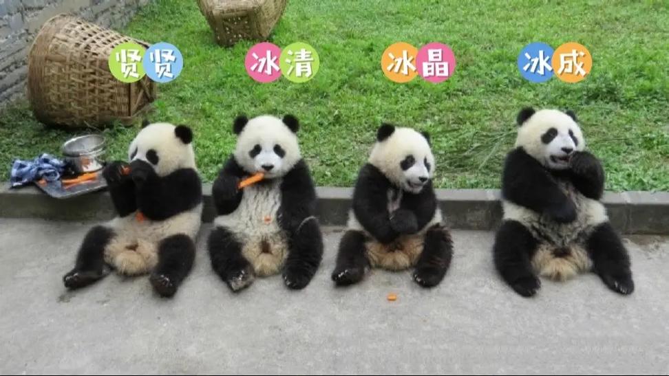 熊猫一家人