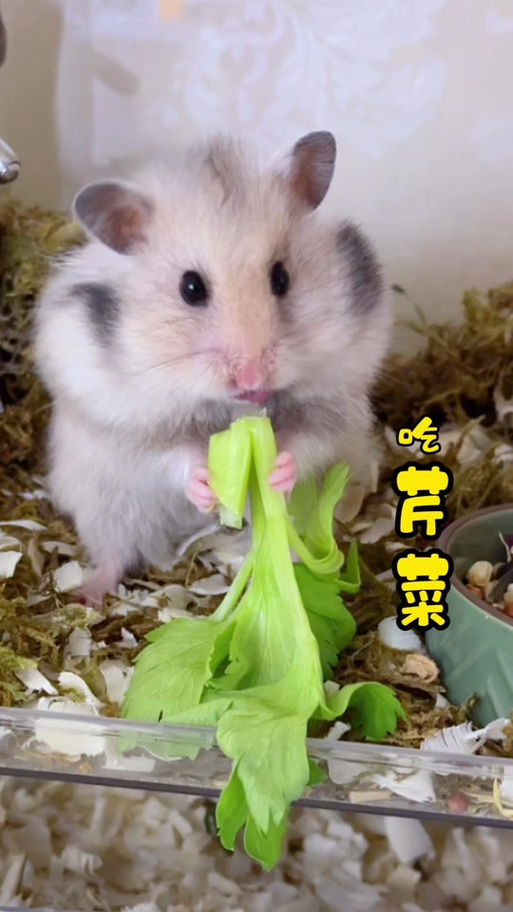 仓鼠的腮帮子怎么处理
