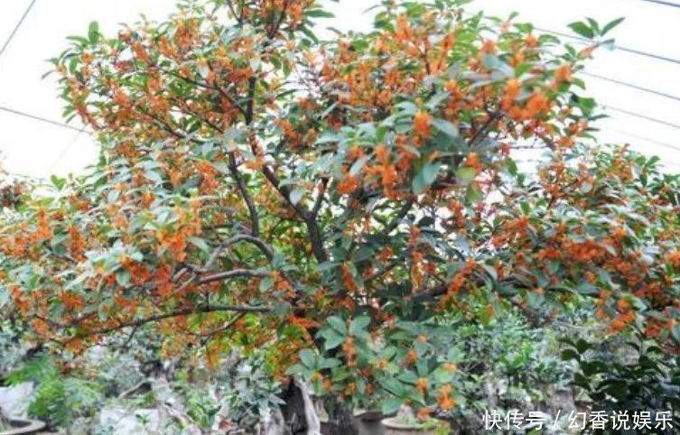 幻香树