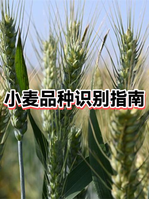 直播间上麦是什么意思