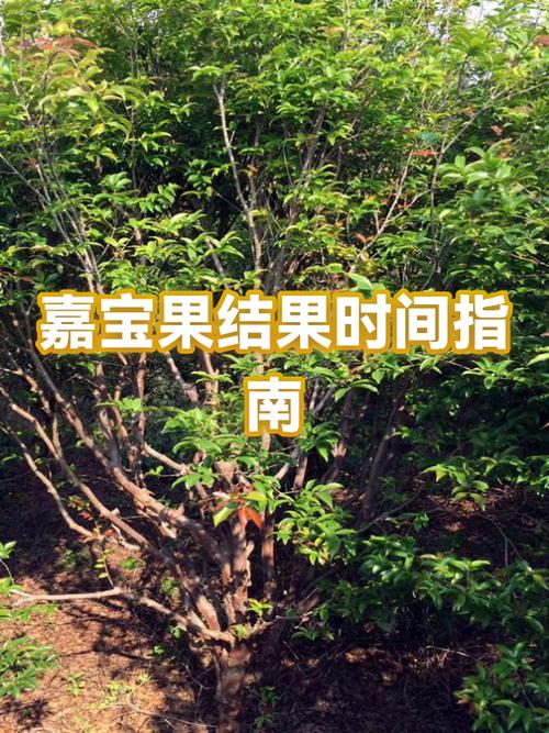 75果一般几两