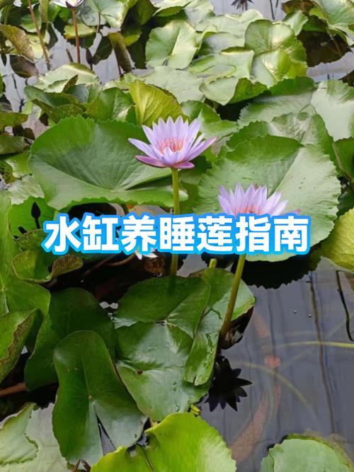 睡莲的正确养法游戏截图