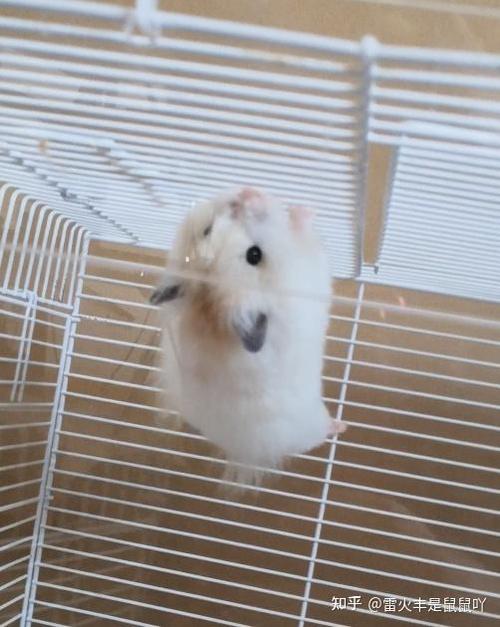 母仓鼠咬笼子还很焦躁游戏截图