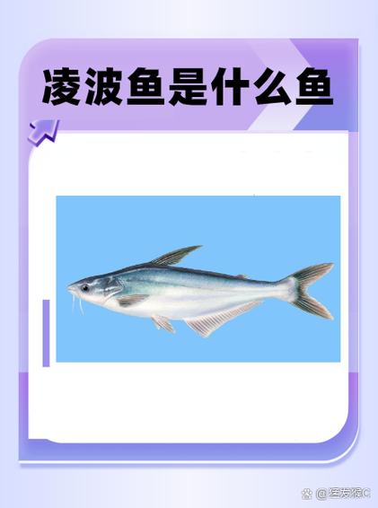 凌波的含义