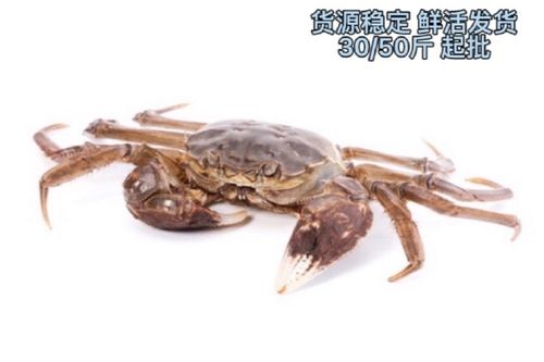 大闸蟹规格型号对照表