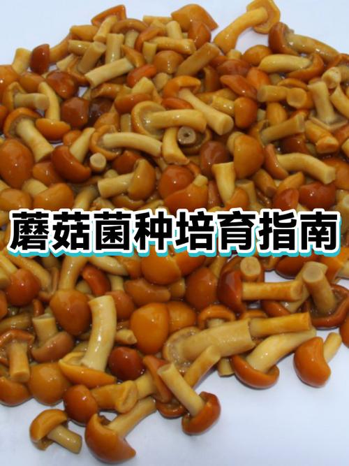 蘑菇菌种价格缩略图