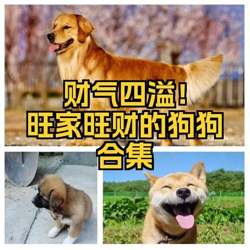 小狗旺财下载app缩略图