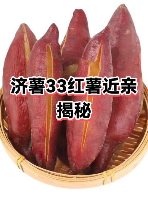 红薯最好的三个品种缩略图