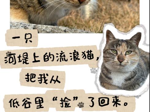 我把捡来的流浪猫又扔了截图