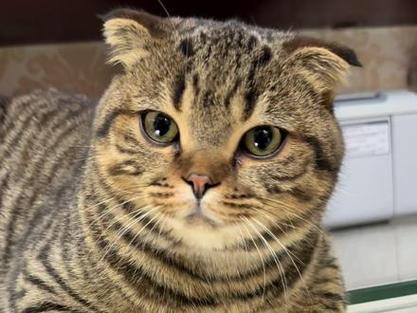 梨花猫咪是什么品种截图