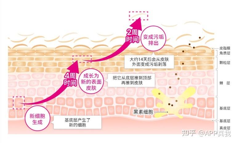 全身美白做什么医美项目截图