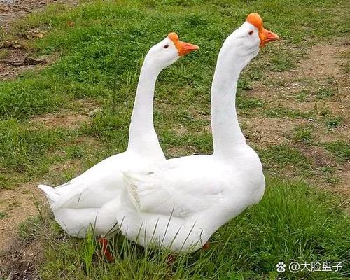 豁眼鹅图片大全
