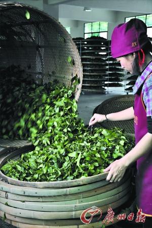 觅春茶属于啥茶