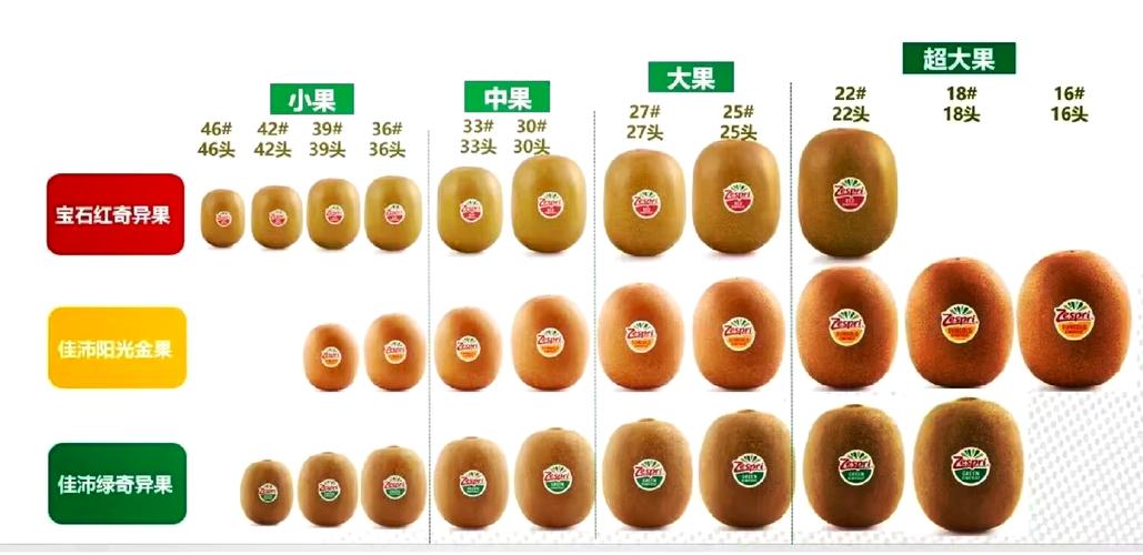 奇异果会员区别图标