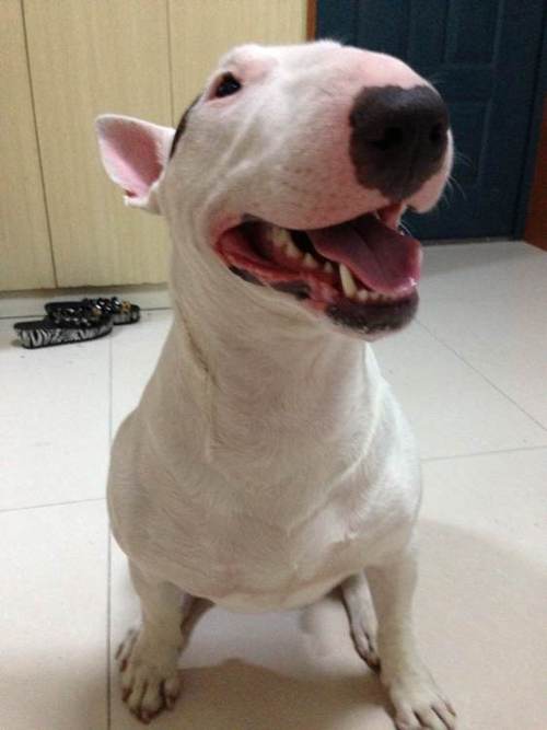 贱狗阿乌是什么犬种图标