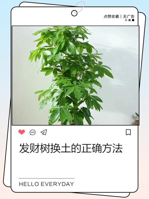 发财树换土的正确方法