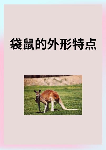袋鼠的外形特点是什么