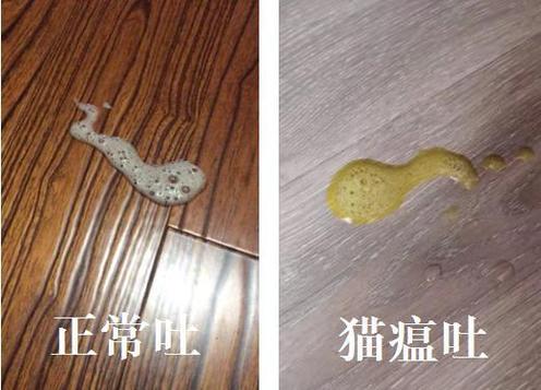 猫咪肠胃炎图标