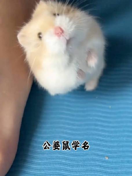 海外版hamster仓鼠截图