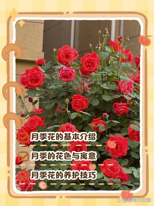 花季3.173免费版的功能介绍