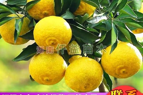 柚子怎么卖出去最快
