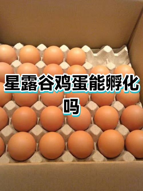 星露谷鸡蛋能孵出来吗