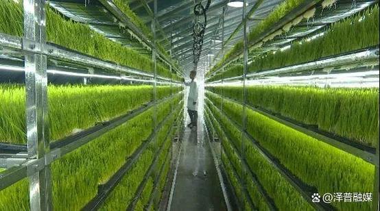 100平方水培牧草喂多少头牛