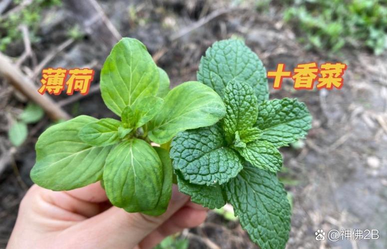 和薄荷阅读差不多的还有什么截图