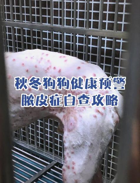 狗狗脓包疙瘩图片看