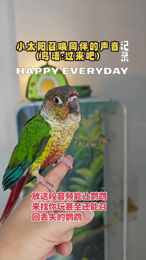 鹦鹉战队合集(鸟语版)截图