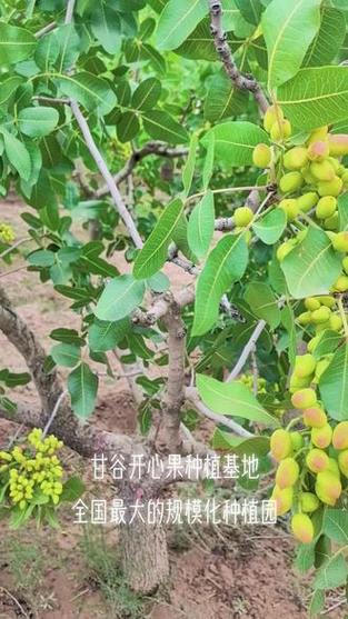 全国开心果生产基地联系电话