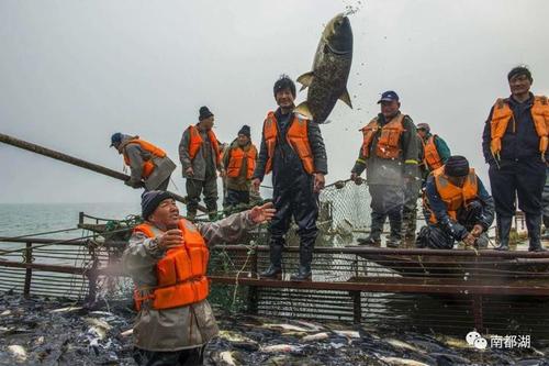 南阳鸭河口水库大鱼