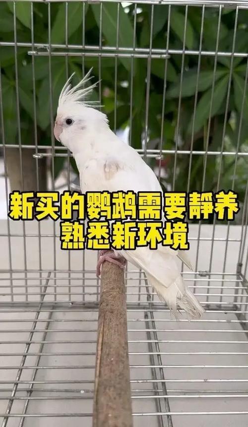 鹦鹉到家10天了最怕三个东西