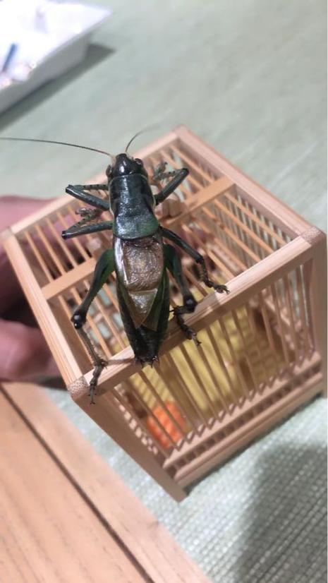 黑龙江的火蝈蝈