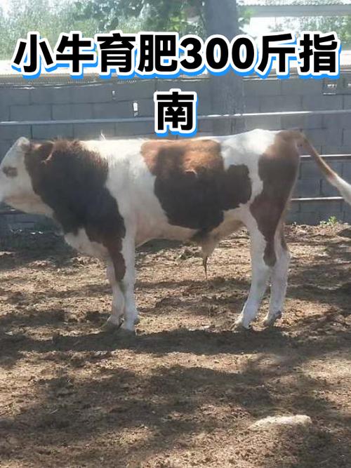 300斤的小牛犊多少钱