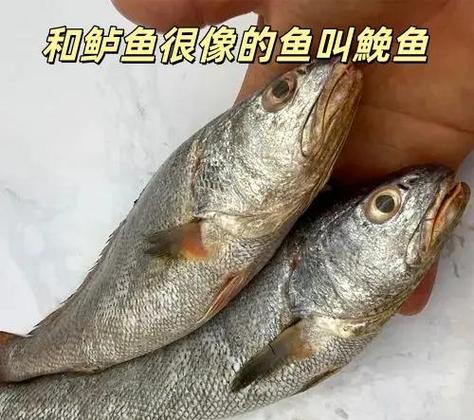 鮸鱼属于什么档次图标