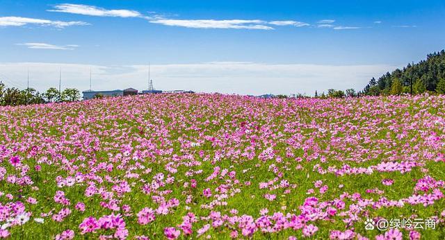 花海是什么意思