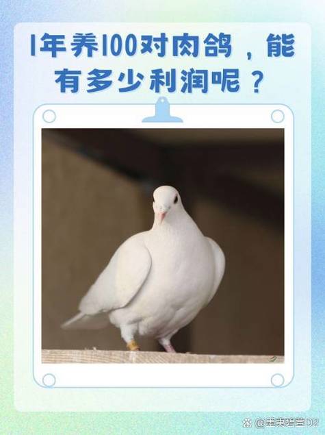 养殖鸽子100对的成本利润