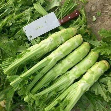 短头菜是几个