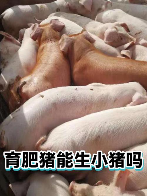 猪最多能生多少小猪