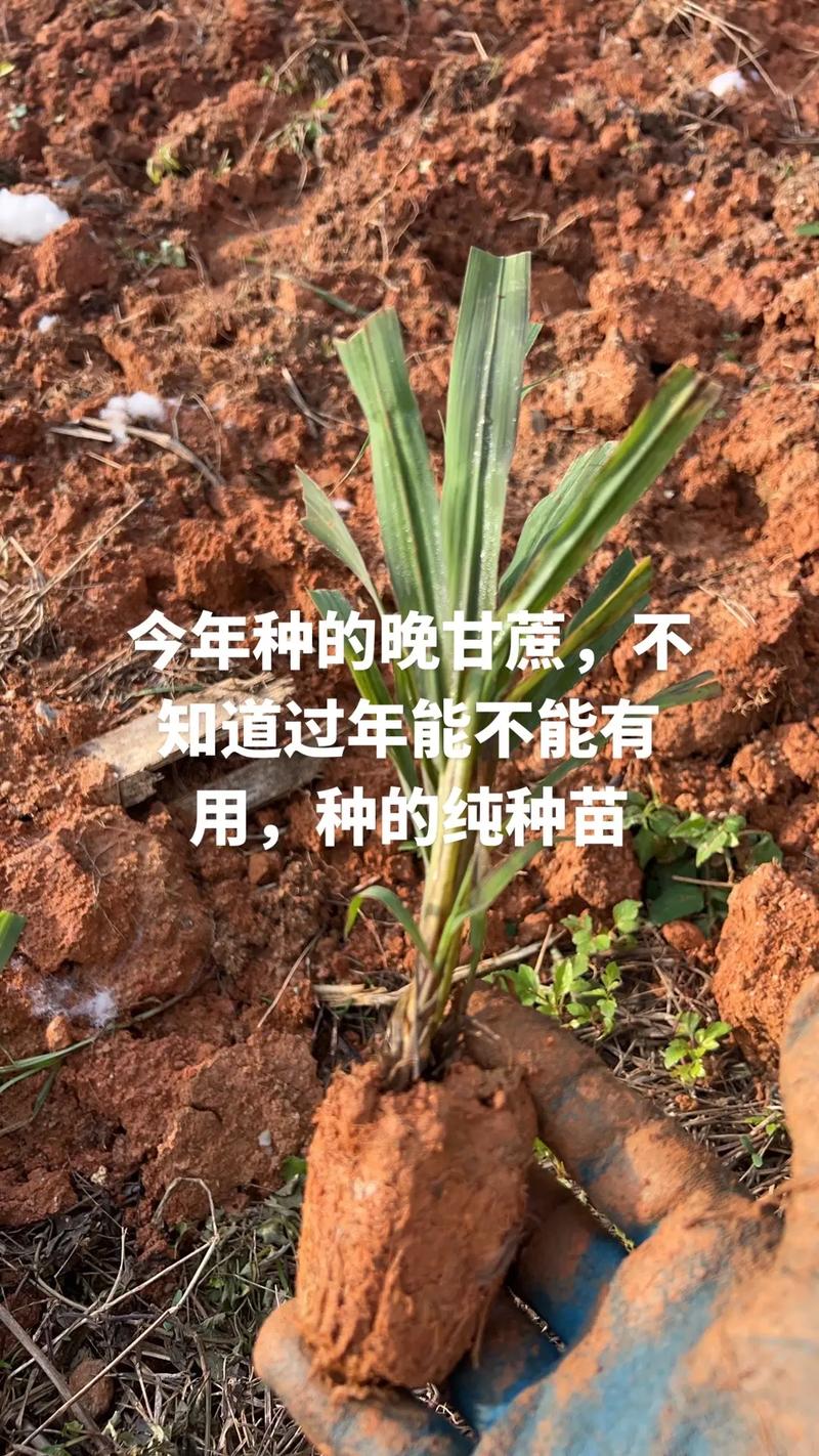 五一种甘蔗晚不晚
