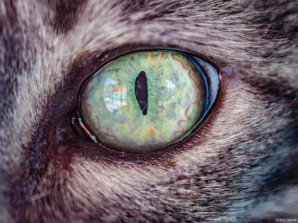 监控猫眼